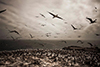 Ernesto Benavides Photography Lima Peru Wanu
